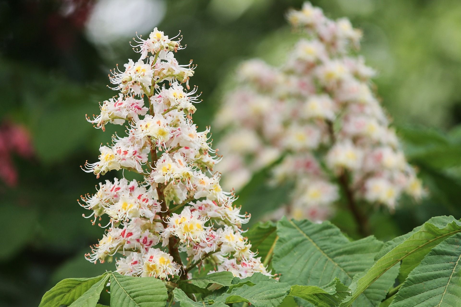 Цвети каштана. Каштан конский (Aesculus). Каштан конский соцветие. Каштан конский обыкновенный дерево. Конский каштан восьмитычинковый.