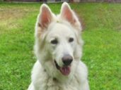 Pes-Aron-Bachovy-esence-zvirata