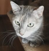 kocka-Ennie-Bachovy-esence-pro-zvirata